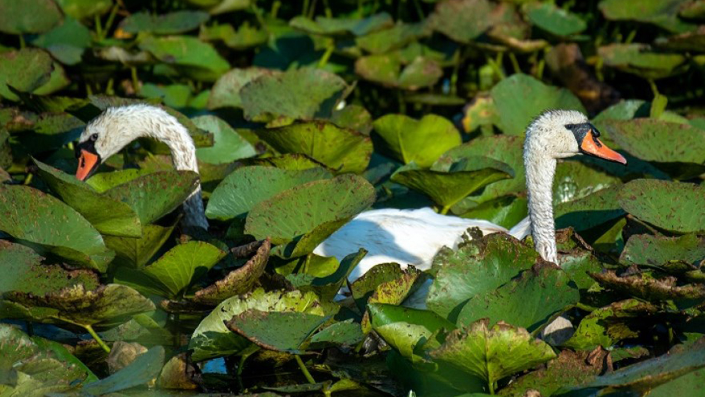 Doi ani de la începerea lucrărilor de reconstrucție ecologică a zonei umede Gârla Mare-Vrata