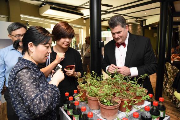 A group of four people observing a display of potted stevia plants and Coca-Cola Stevia
