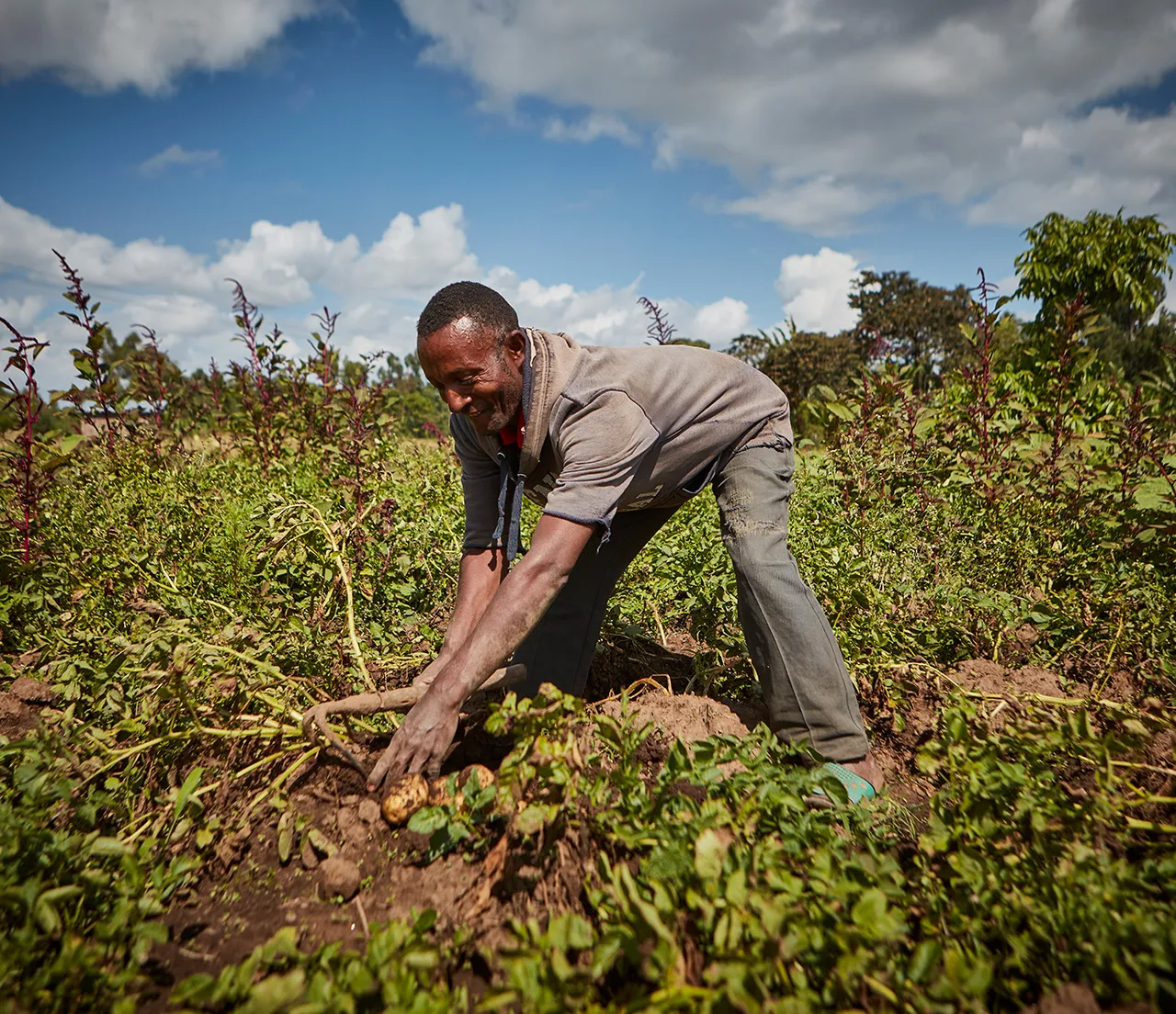 Etiopski kmet pri obiranju krompirja