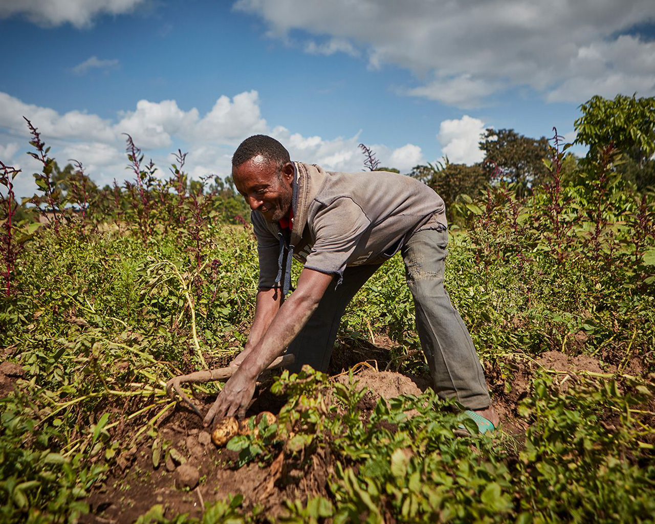 Etiópsky muž zbiera zemiaky z poľa na farme