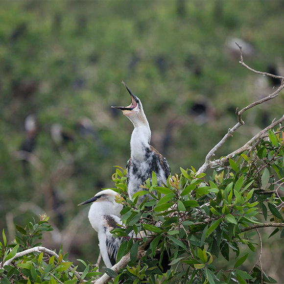 October 16, 2014 - Tram Chim (Vietnam). Chicks of Oriental Darters rest on a tree inside the Tram Chim National Park.