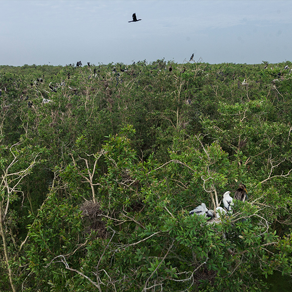 October 16, 2014 - Tram Chim (Vietnam). Oriental Darters rest on trees inside the Tram Chim National Park.