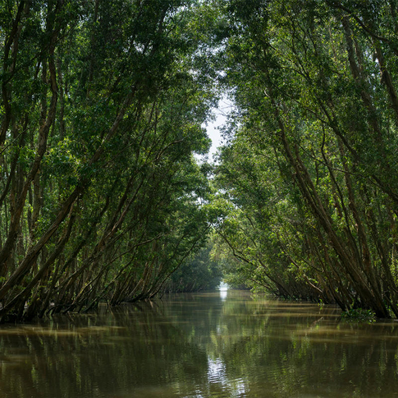 October 15, 2014 - Tram Chim (Vietnam). A view of the flooded forest inside the Tram Chim National Park
