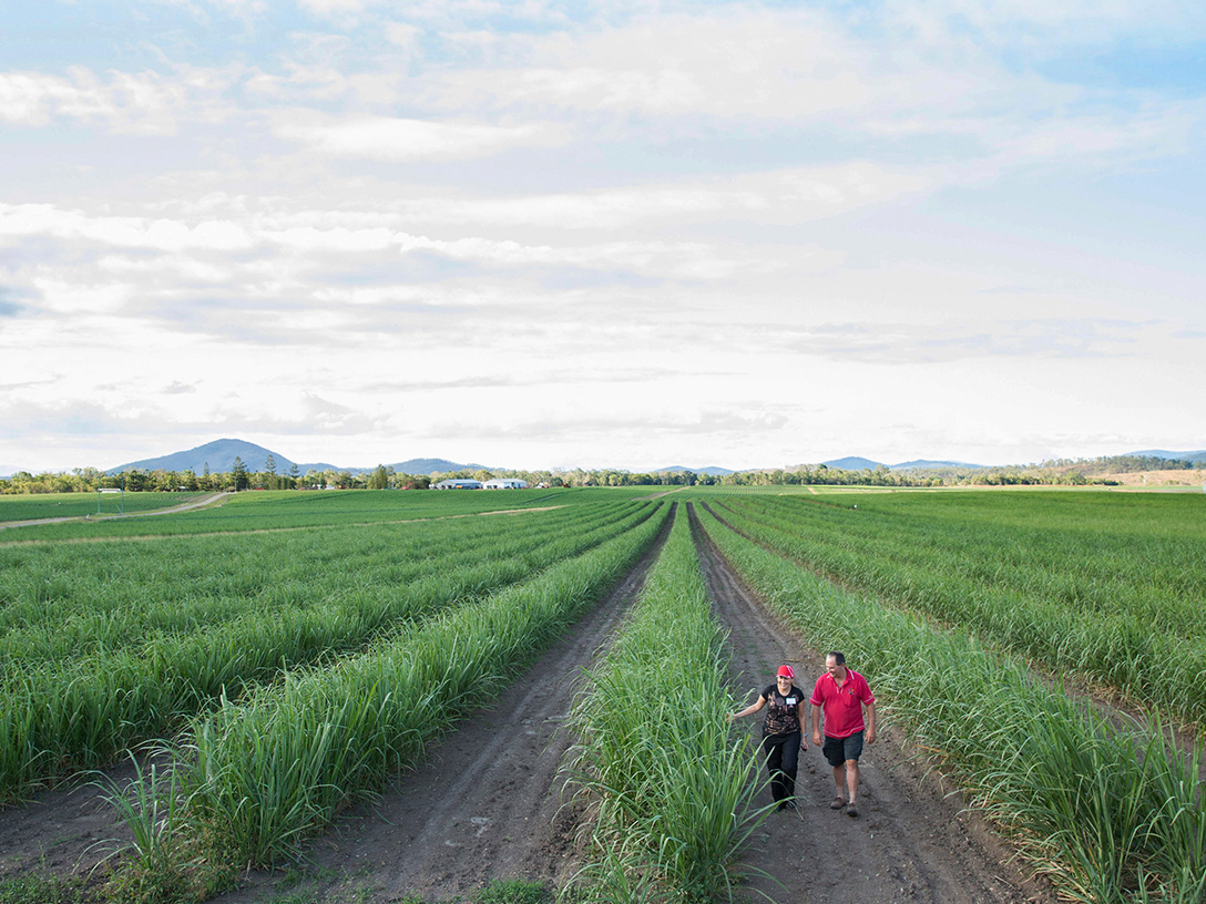Uma vista ampla de uma área de agricultura durante o dia com duas pessoas caminhando no primeiro plano