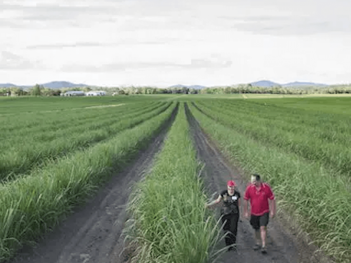 Otvoren pogled na polje u poljoprivredi s dvije osobe koje šetaju u prvom planu.