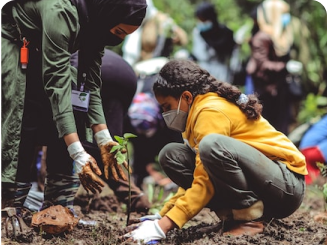 Reforestation actions in the Country